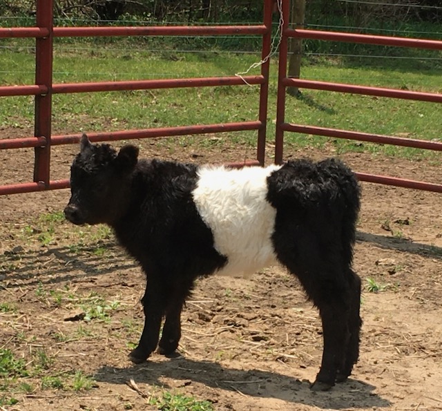 Purebred Belted Galloway Cattle for Sale